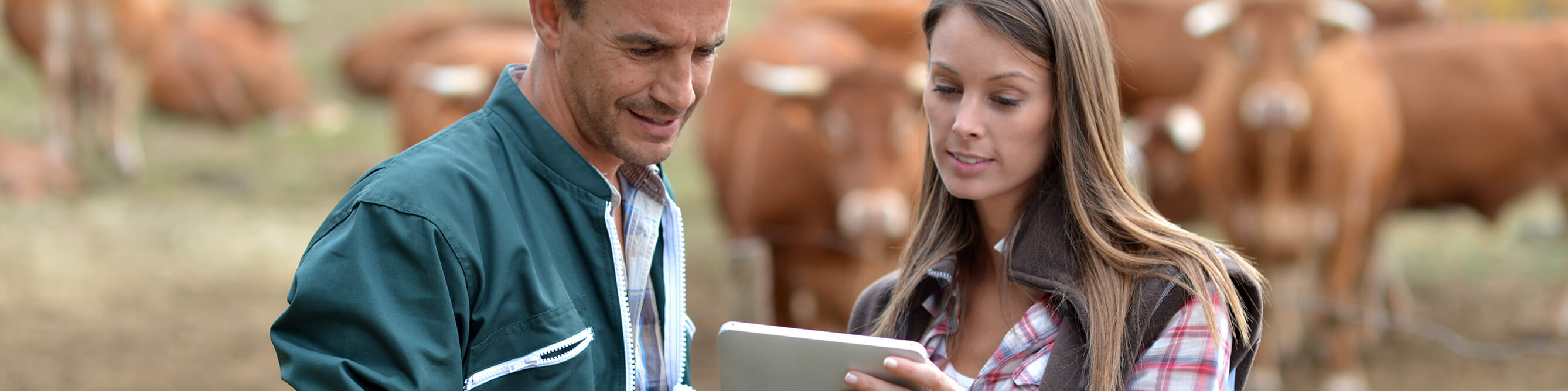 Ein junger Man nund eine junge Frau stehen auf einer Wiese, im Hintergrund sind braune Kühe zu sehen, beide schauen auf einen Tablet-PC.