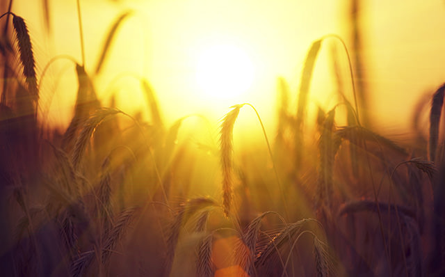 Ein Sonnenuntergang scheint durch ein Kornfeld