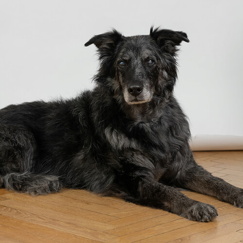 Bürohund Barney