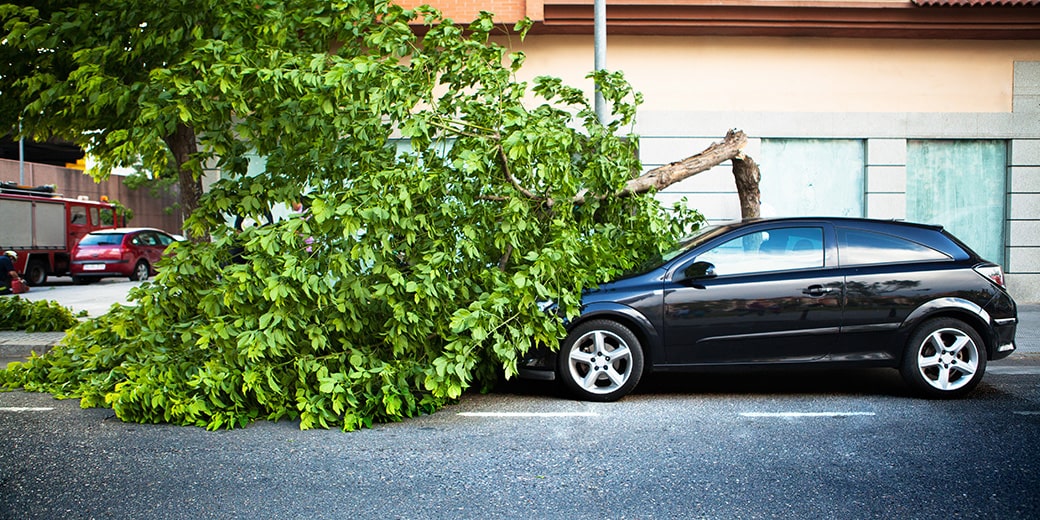 Umgestürzter Baum auf Auto
