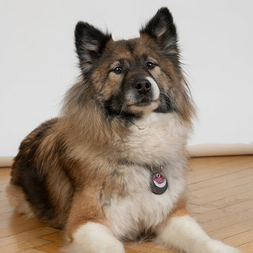 Bürohund Ilvie