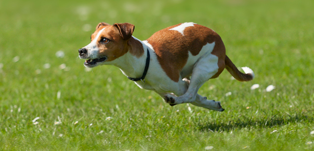 Tierhalterhaftpflichtversicherung: Ein kleiner Hund rennt über eine Wiese.